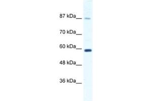 Western Blotting (WB) image for anti-Kinesin Family Member 23 (KIF23) antibody (ABIN2460846) (KIF23 antibody)