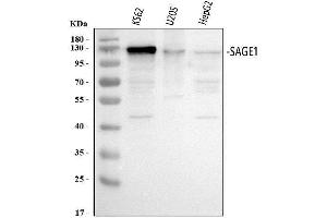Western blot analysis of SAGE1 using anti-SAGE1 antibody (ABIN7602679). (SAGE1 antibody  (AA 94-633))