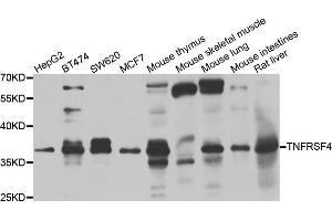 Western blot analysis of extracts of various cell lines, using TNFRSF4 antibody (ABIN5975577) at 1/1000 dilution. (TNFRSF4 antibody)