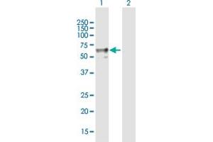 Western Blot analysis of ENTPD2 expression in transfected 293T cell line by ENTPD2 MaxPab polyclonal antibody. (ENTPD2 antibody  (AA 1-495))