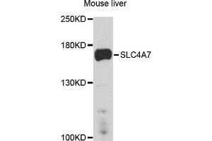 Western blot analysis of extract of mouse liver cells, using SLC4A7 antibody.