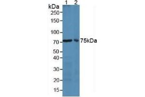 Figure. (Lactoferrin antibody  (AA 63-193))
