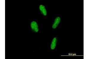 Immunofluorescence of purified MaxPab antibody to SP110 on HepG2 cell. (SP110 antibody  (AA 1-547))