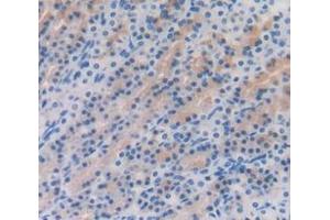 IHC-P analysis of Rat Tissue, with DAB staining. (Gastrokine 1 antibody  (AA 27-151))