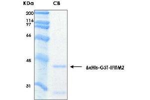 10% SDS-PAGE stained with Coomassie Blue (CB) and peptide fingerprinting by MALDI-TOF mass spectrometry (IFITM2 Protein (AA 1-132) (His-GST))