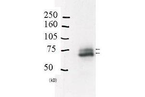 Western Blotting (WB) image for anti-E3 ubiquitin-protein ligase RAD18 (RAD18) (C-Term) antibody (ABIN2452086) (RAD18 antibody  (C-Term))