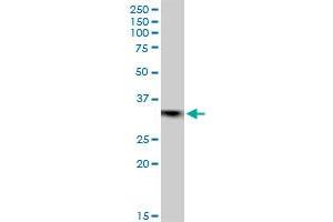 EMD MaxPab polyclonal antibody. (Emerin antibody  (AA 1-254))