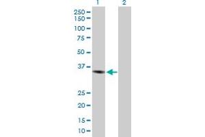 Western Blot analysis of CHI3L1 expression in transfected 293T cell line by CHI3L1 MaxPab polyclonal antibody.