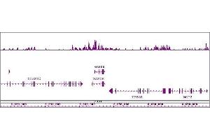 Histone H4K8ac antibody (pAb) tested by ChIP-Seq. (Histone H4 antibody  (acLys8))
