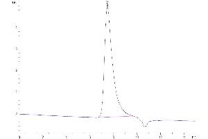 The purity of Human VEGF165 is greater than 95 % as determined by SEC-HPLC. (VEGF 165 Protein)