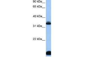WB Suggested Anti-FOXI3 Antibody Titration:  0.