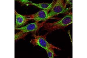 Immunofluorescence analysis of NIH/3T3 cells using ABL2 mouse mAb (green).