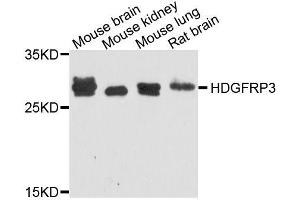 Western blot analysis of extracts of various cell lines, using HDGFRP3 antibody (ABIN5995765) at 1/1000 dilution. (HDGFRP3 antibody)