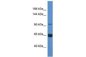 Western Blot showing Man2a2 antibody used at a concentration of 1.