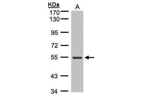 ILK antibody