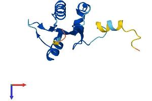ATP6V1F Protein (AA 1-119) (His tag)