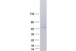 Validation with Western Blot (TRIM13 Protein (Transcript Variant 3) (Myc-DYKDDDDK Tag))