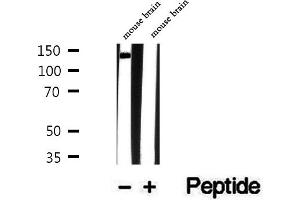 Western blot analysis of extracts of mouse brain tissue, using TRAPPC9 antibody. (TRAPPC9 antibody  (Internal Region))