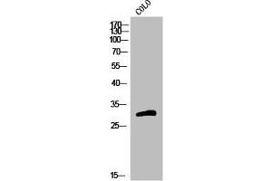 Western Blot analysis of COLO cells using Olfactory receptor 5H15 Polyclonal Antibody (OR5H15 antibody  (C-Term))