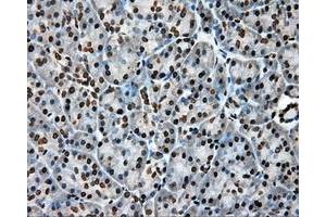 Immunohistochemistry (IHC) image for anti-Amyloid beta (A4) Precursor Protein (APP) antibody (ABIN1496877) (APP antibody)