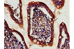 IHC image of ABIN7149030 diluted at 1:700 and staining in paraffin-embedded human small intestine tissue performed on a Leica BondTM system. (ATG4D antibody  (AA 14-43))