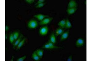 Immunofluorescent analysis of A549 cells using ABIN7149466 at dilution of 1:100 and Alexa Fluor 488-congugated AffiniPure Goat Anti-Rabbit IgG(H+L) (Dopamine Receptor d1 antibody  (AA 338-446))