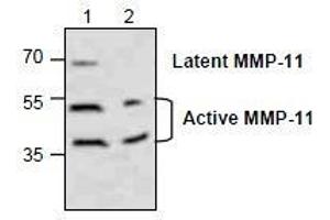 AP26350PU-N: Western blot analysis of MMP-11 in Jurkat cell lysate (Lane 1 & 2). (MMP11 antibody)