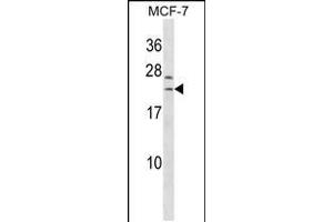 Western blot analysis in MCF-7 cell line lysates (35ug/lane). (SAP30L antibody  (AA 106-134))