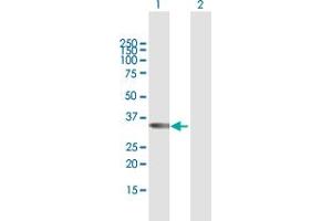 Western Blot analysis of TBX20 expression in transfected 293T cell line by TBX20 MaxPab polyclonal antibody.