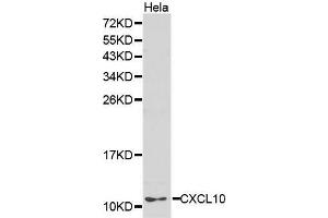 Western Blotting (WB) image for anti-Chemokine (C-X-C Motif) Ligand 10 (CXCL10) (AA 20-98) antibody (ABIN6218547) (CXCL10 antibody  (AA 20-98))