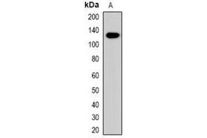 Western blot analysis of Collagen 4 alpha 1 expression in mouse brain (A) whole cell lysates. (COL4A1 antibody  (C-Term))