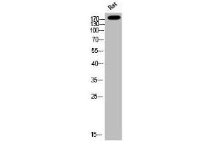 Western Blot analysis of Rat cells using Phospho-IRS-1 (S794) Polyclonal Antibody (IRS1 antibody  (pSer794))