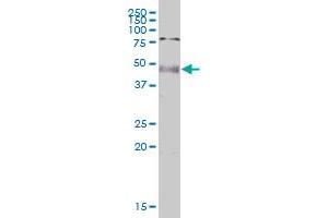 PNPLA1 MaxPab polyclonal antibody. (PNPLA1 antibody  (AA 1-446))