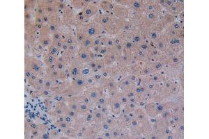 Used in DAB staining on fromalin fixed paraffin- embedded liver tissue (GP2 antibody  (AA 307-512))