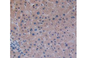 Used in DAB staining on fromalin fixed paraffin- embedded liver tissue (GP2 antibody  (AA 307-512))