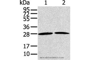Western blot analysis of NIH/3T3 and A431 cell, using RRAS2 Polyclonal Antibody at dilution of 1:200 (RRAS2 antibody)