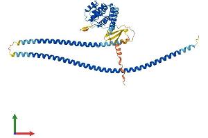 AlphaFold protein structure predicition of Human Recombinant RUFY3 Protein, UniprotID Q7L099
