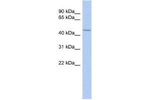 WB Suggested Anti-SIRT7 Antibody Titration:  0. (SIRT7 antibody  (Middle Region))