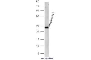 ITGA3 antibody  (AA 976-1025)