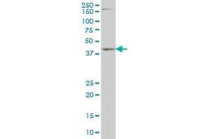 DLX2 monoclonal antibody (M01), clone 2H2 Western Blot analysis of DLX2 expression in NIH/3T3 .