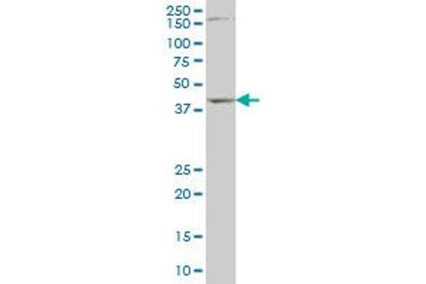 DLX2 antibody  (AA 1-110)