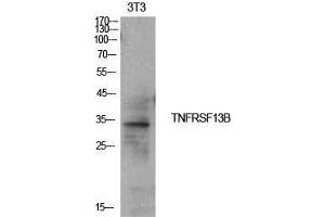 Western Blotting (WB) image for anti-Tumor Necrosis Factor Receptor Superfamily, Member 13B (TNFRSF13B) (Internal Region) antibody (ABIN6285172)