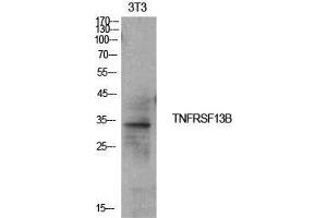 Western Blot (WB) analysis of NIH-3T3 cells using CD267 Polyclonal Antibody. (TACI antibody  (Internal Region))