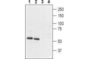Western blot analysis of rat (lanes 1 and 3) and mouse (lanes 2 and 4) brain membranes: - 1,2. (PTH2R antibody  (Extracellular, N-Term))