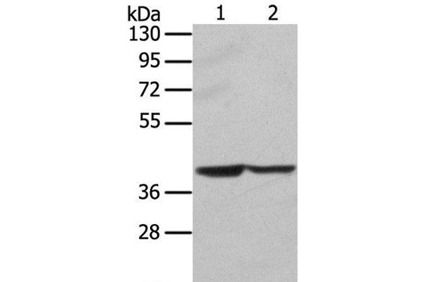 Syntaxin 16 antibody