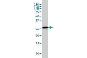 CLIC3 antibody  (AA 137-237)