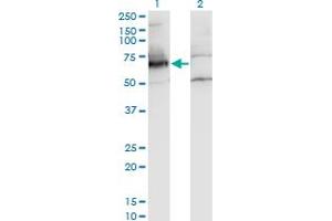 Western Blot analysis of NXF2 expression in transfected 293T cell line by NXF2 monoclonal antibody (M01A), clone 4F5-3A2. (NXF2 antibody  (AA 1-626))