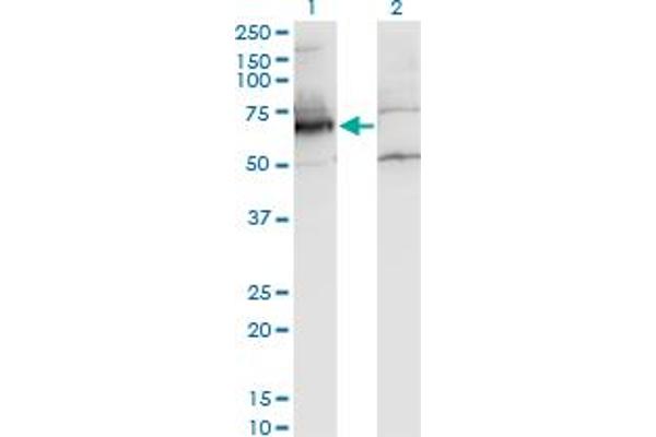NXF2 抗体  (AA 1-626)
