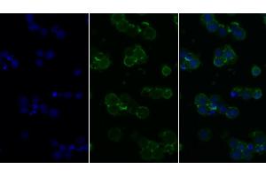 Immunofluorescence (IF) image for anti-Protein tyrosine Phosphatase, Receptor Type, C (PTPRC) (AA 193-575) antibody (ABIN7436852)