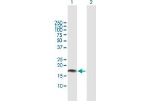 Western Blot analysis of CLDN1 expression in transfected 293T cell line by CLDN1 MaxPab polyclonal antibody.